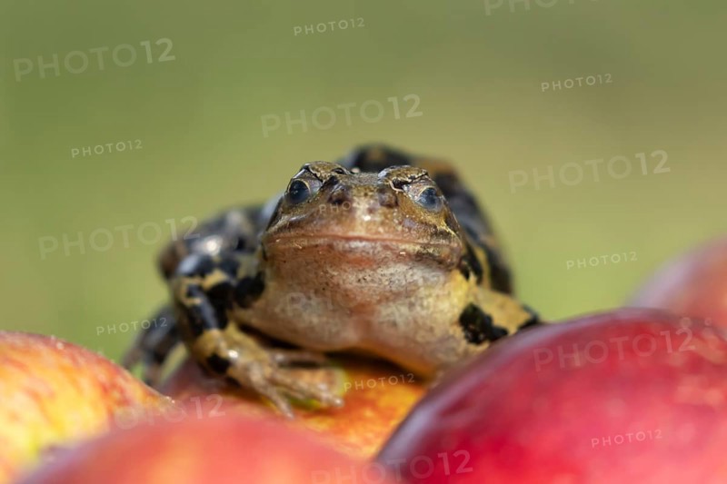 Common frog (Rana temporaria) adult amphibian on a fallen apple in a garden, England, United Kingdom