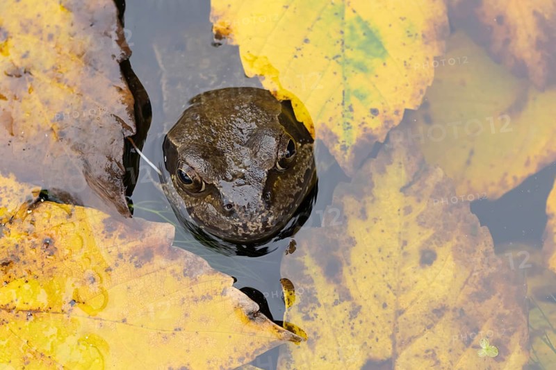 Common frog (Rana temporaria) adult amphibian on the water surface of a garden pond with fallen autumn leaves, England, United Kingdom