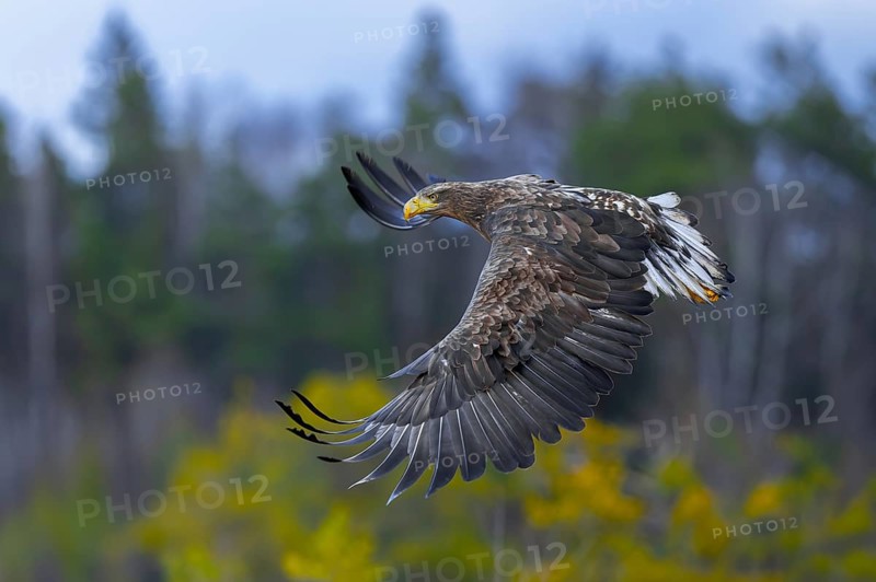 White-tailed eagle, Eurasian sea eagle, erne (Haliaeetus albicilla) juvenile in flight over moorland, heathland at edge of forest
