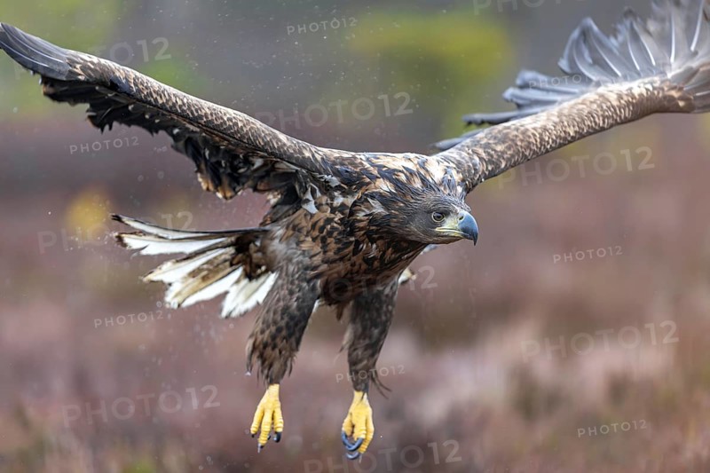 White-tailed eagle, Eurasian sea eagle, erne (Haliaeetus albicilla) soaking wet juvenile flying over moorland, heathland in the rain