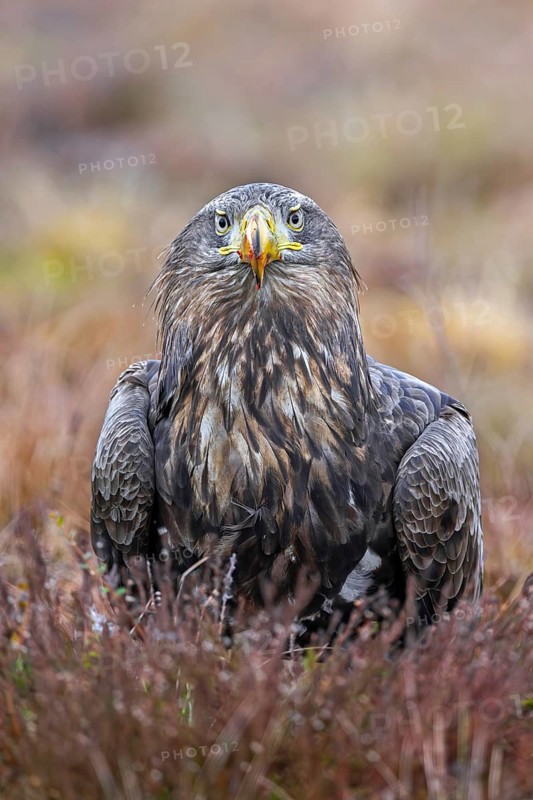 White-tailed eagle, Eurasian sea eagle (Haliaeetus albicilla) adult on the ground in moorland, heathland in winter