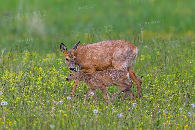 European roe deer (Capreolus capreolus) female, doe sniffing single fawn in meadow, grassland with wildflowers in spring