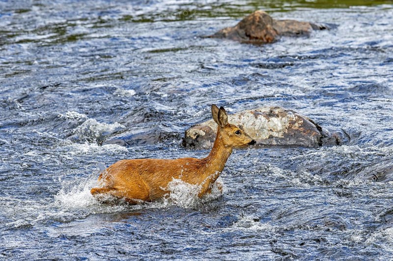 European roe deer (Capreolus capreolus) female, doe crossing fast-flowing water of stream, river in spring