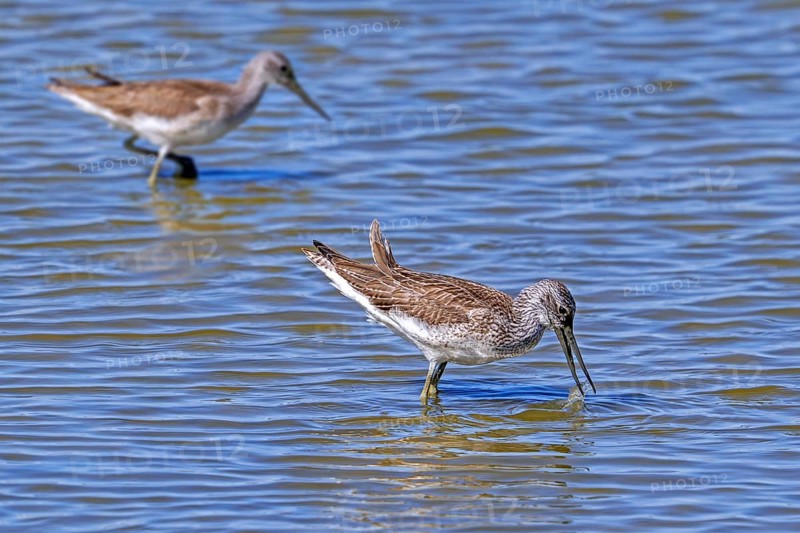 Two common greenshanks (Tringa nebularia) foraging in shallow water of pond in late summer, early autumn
