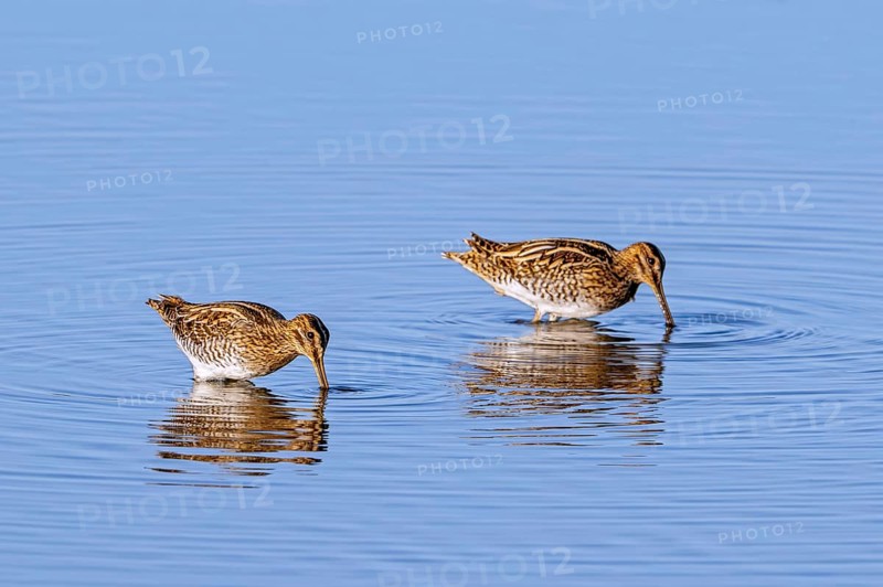 Two common snipes (Gallinago gallinago) foraging in shallow water by probing soft mud in pond in late summer