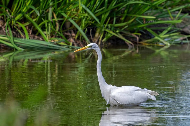 Great white egret, great egret (Ardea alba) non-breeding adult fishing in shallow water of pond in late summer (September)