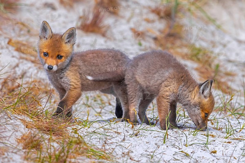 Young red foxes (Vulpes vulpes) two playful kits, juveniles playing near burrow, den in the sand dunes along the coast in spring