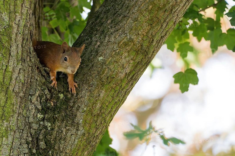 A squirrel (Sciurus vulgaris), juvenile, sitting attentively in the fork of a tree trunk, Hesse, Germany