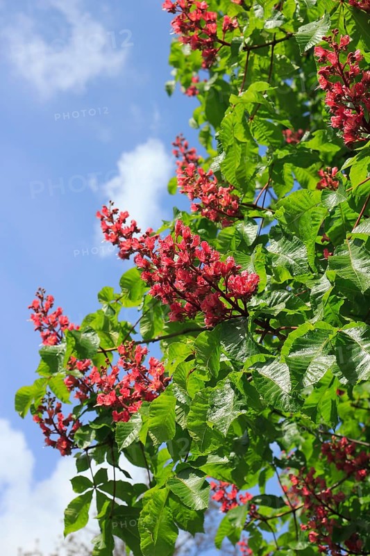 Red-flowering horse chestnut (Aesculus carnea), North Rhine-Westphalia, Germany