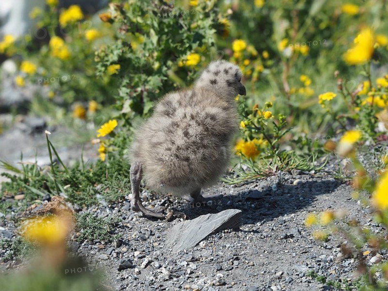 A fluffy chick of the Mediterranean gull (Larus michahellis) stands on a stony path with yellow flowers in the background. Porquerolles Island, Giens, Hyères, Provence, Côte d' Azur, France