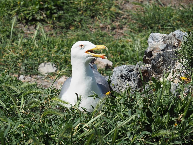 Mediterranean gull (Larus michahellis) breeding in the nest on grassy ground next to rocks. Porquerolles Island, Giens, Hyères, Provence, Côte d' Azur, France
