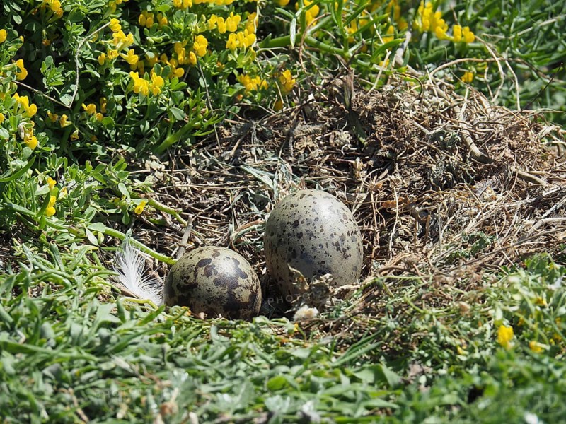 Two eggs of Mediterranean gull (Larus michahellis) in a nest between yellow flowers and grass. Porquerolles Island, Giens, Hyères, Provence, Côte d' Azur, France