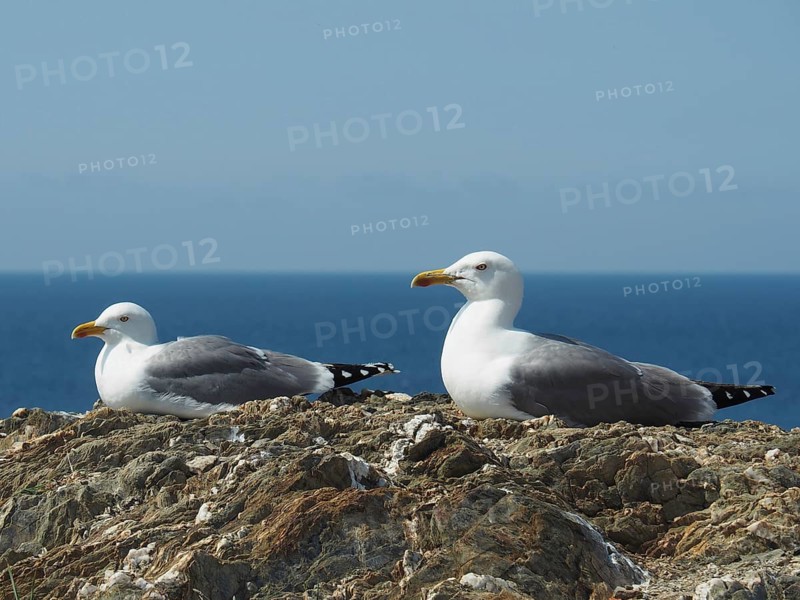 Two Mediterranean gulls (Larus michahellis) resting on rocks with the sea in the background. Porquerolles Island, Giens, Hyères, Provence, Côte d' Azur, France
