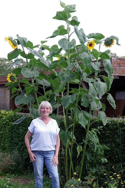 Sunflower (Helianthus annuus), giant variety, tall, woman, garden, size comparison, Germany, A woman stands in the garden in front of her tall sunflowers. The measured height is over 3 metres