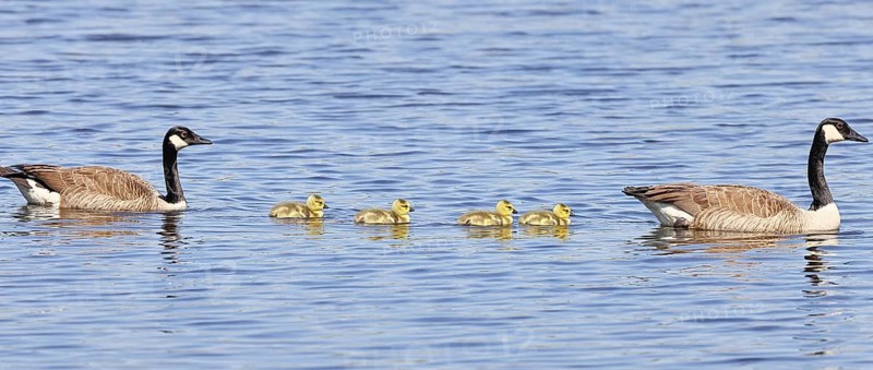 Canada goose (Branta canadensis), pair swimming with chicks on a lake, animal pair, wildlife, birds, geese, nature reserve Wagbachniederung, Waghäusel, Baden-Württemberg, Germany
