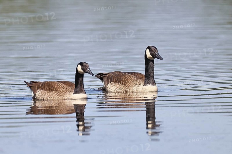 Canada goose (Branta canadensis), pair swimming on a lake, animal pair, wildlife, birds, geese, nature reserve Wagbachniederung, Waghäusel, Baden-Württemberg, Germany