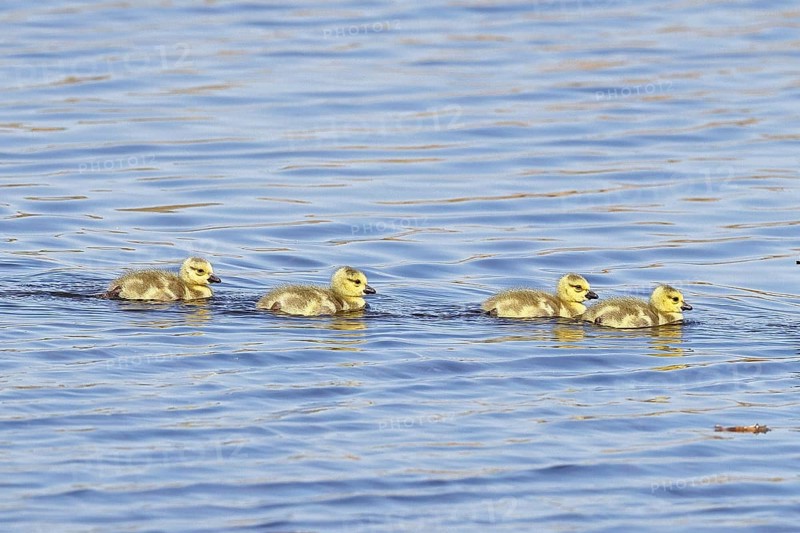 Canada goose (Branta canadensis), chicks swimming on a lake, young animals, wildlife, birds, geese, nature reserve Wagbachniederung, Waghäusel, Baden-Württemberg, Germany