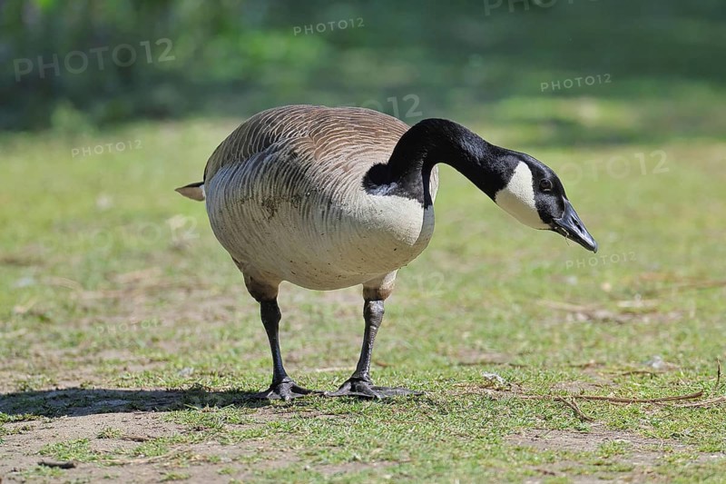 Canada goose (Branta canadensis), running on the lakeshore, wildlife, birds, geese, nature reserve Wagbachniederung, Waghäusel, Baden-Württemberg, Germany