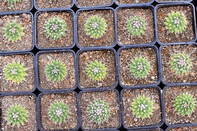Top view of many small 'Mammillaria Carnea' cactus plants in flower pots