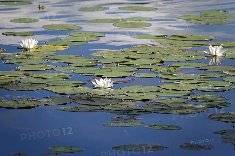 Pond with beautiful water lilies, summer, Germany