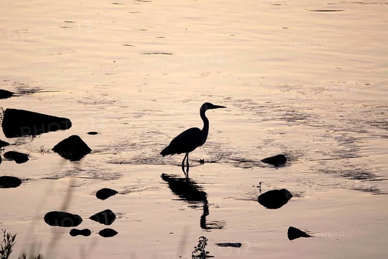 Heron on a riverbank in the evening light, summer, Germany