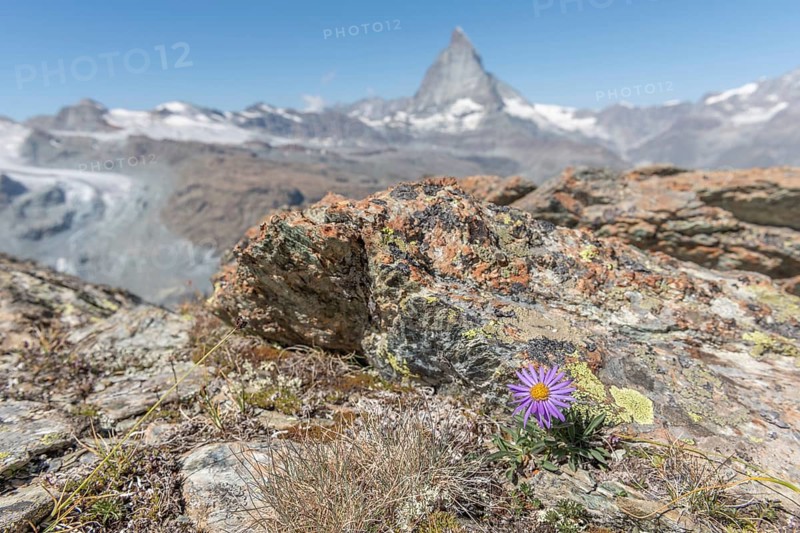 A solitary purple wildflower Aster des Alpes (Aster alpinus) rises from the rocky ground and displays its vibrant colour against the stone. The Matterhorn mountain towers majestically in the background on a bright day. Zermatt, Valais, Alps, Swiss