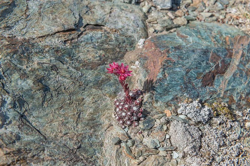 A striking pink flower Sempervivum arachnoideum (cobweb houseleek) grows out of a rocky surface and shows resilience in a ha rsh environment. The surrounding rocks and soil create a textured background in a remote area. Zermatt, Valais, Alps, Switzerland