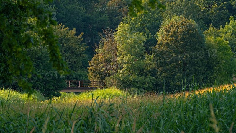 View across a meadow in the evening light to an old bridge in front of a forest, Ahlden, district of Heidekreis, Lower Saxony, Germany