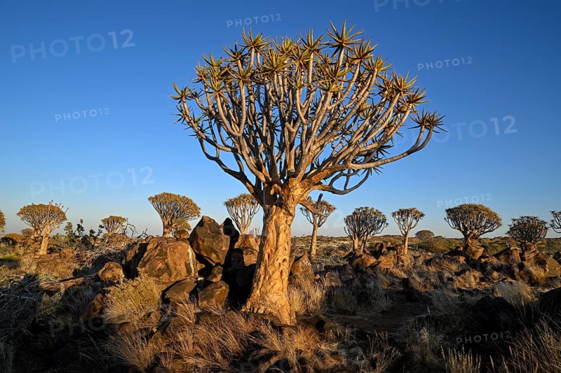 Quiver tree (Aloe dichotoma) in the morning light, quiver tree forest near Keetmanshoop, Karas Region, Namibia