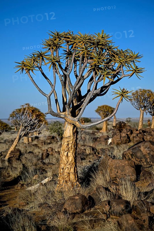 Quiver tree (Aloe dichotoma), quiver tree forest near Keetmanshoop, Karas Region, Namibia