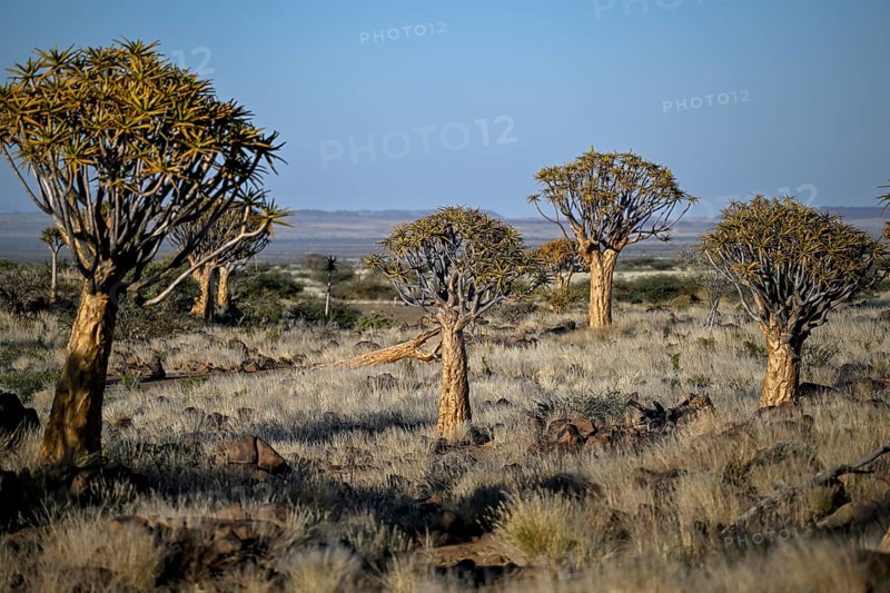 Quiver trees (Aloe dichotoma), quiver tree forest near Keetmanshoop, Karas Region, Namibia