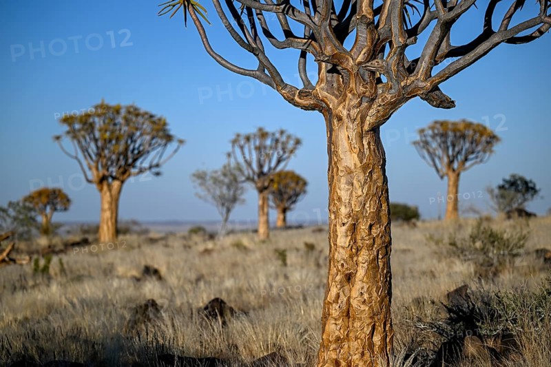 Quiver trees (Aloe dichotoma), quiver tree forest near Keetmanshoop, Karas Region, Namibia