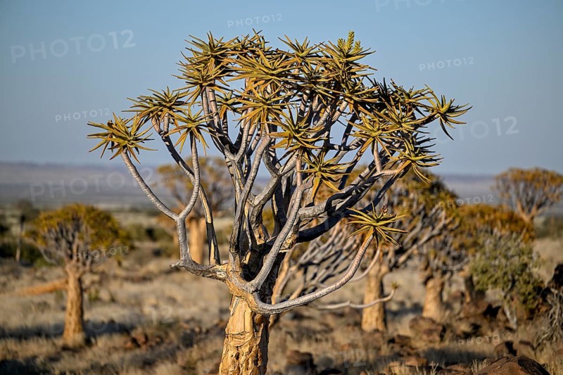 Quiver tree (Aloe dichotoma), quiver tree forest near Keetmanshoop, Karas Region, Namibia
