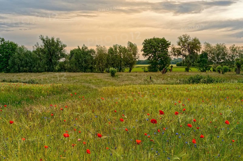 Cereal field with poppies, Lower Rhine, North Rhine-Westphalia, Germany