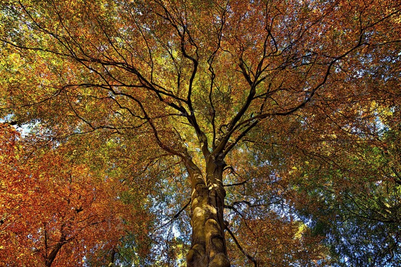 Autumnal colourful crown of the copper beech (Fagus sylvatica), Lower Rhine, North Rhine-Westphalia, Germany