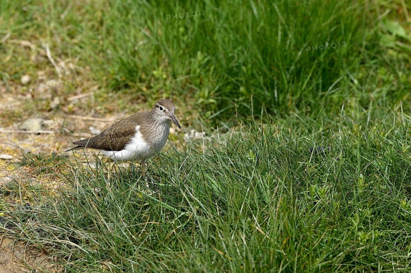 Common sandpiper (Actitis hypoleucos), Texel, North Holland, Netherlands