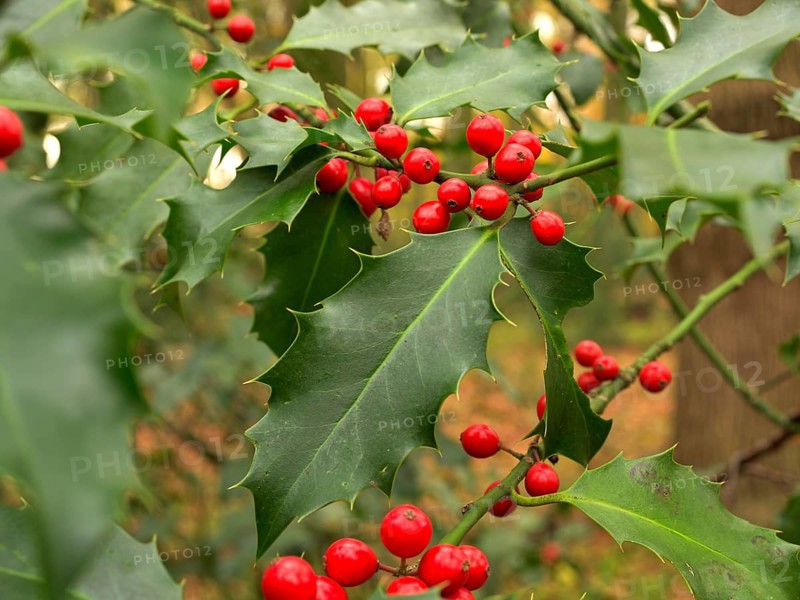 Ilex (Ilex aquifolium), leaf with red berries, Lower Rhine, North Rhine-Westphalia, Germany