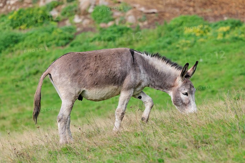 A male grey domestic donkey (Equus asinus) grazes in a green paddock