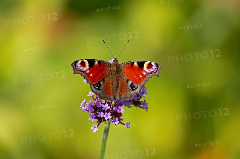 Butterfly, peacock butterfly (Aglais io), Purpletop vervain (Verbena bonariensis), Burgstemmen, Nordstemmen, Lower Saxony, Germany