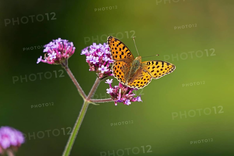 Butterfly, Small Pearl-bordered Fritillary (Issoria lathonia), Purpletop vervain (Verbena bonariensis), Burgstemmen, Nordstemmen, Lower Saxony, Germany