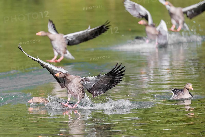 A flock of greylag geese (Anser anser) lands on a lake crowded with geese on a sunny day. One goose is pushed underwater by another goose landing. Bavaria, Germany
