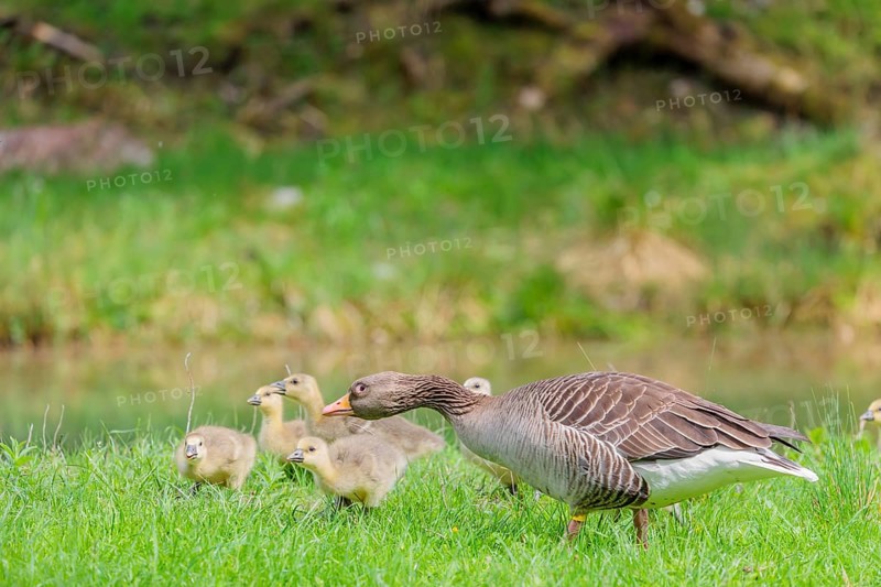 A couple of adult Greylag Goose (Anser anser) stands with their goslings on a green meadow. Bavaria, Germany
