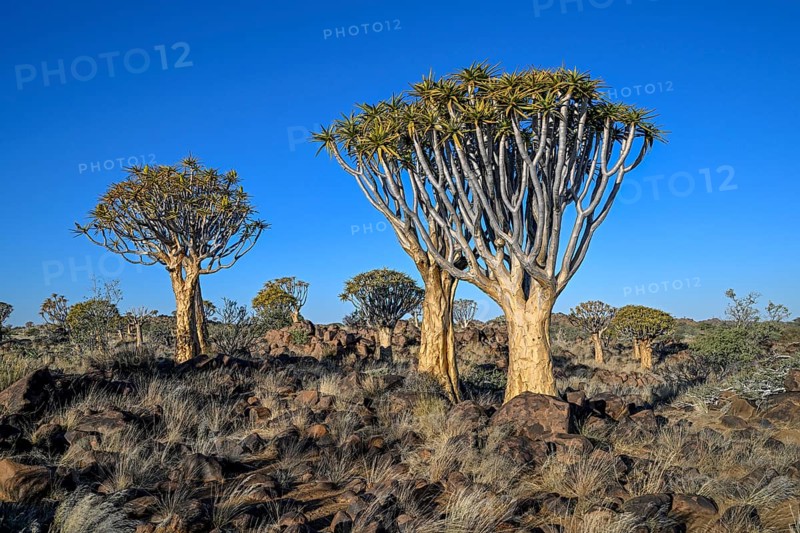 Quiver trees (Aloe dichotoma), quiver tree forest near Keetmanshoop, Karas Region, Namibia