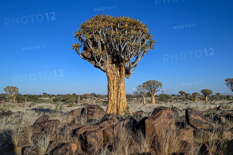 Quiver tree (Aloe dichotoma), quiver tree forest near Keetmanshoop, Karas Region, Namibia