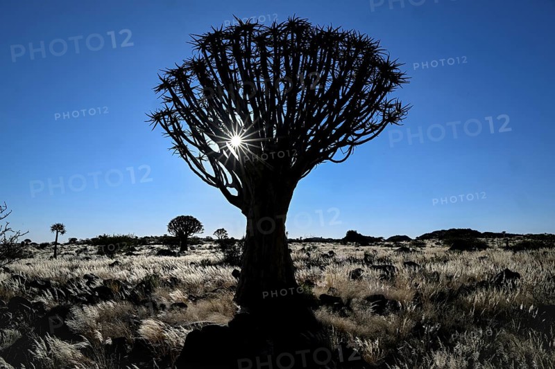 Quiver tree (Aloe dichotoma), blue hour, quiver tree forest near Keetmanshoop, Karas Region, Namibia