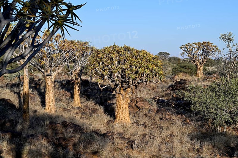 Quiver trees (Aloe dichotoma), quiver tree forest near Keetmanshoop, Karas Region, Namibia