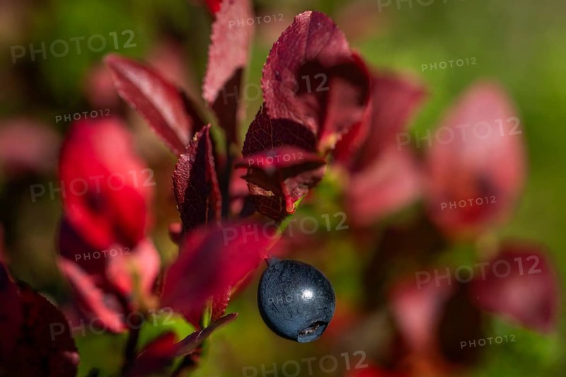 Close-up of ripe bilberry or blueberry (Vaccinium myrtillus) with autumnal red coloured leaves, Otroya or Otrøya island, Møre og Romsdal, Norway