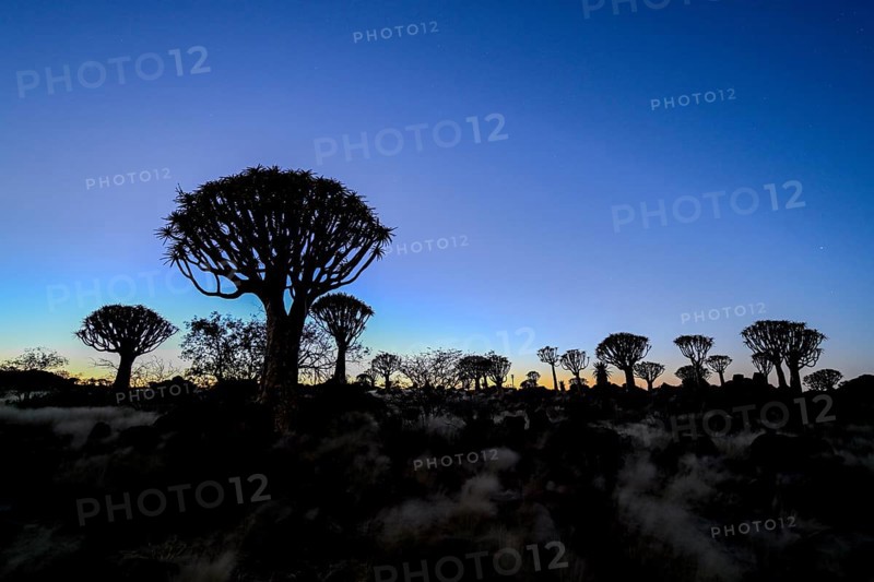 Quiver trees (Aloe dichotoma) under the starry sky, quiver tree forest near Keetmanshoop, Karas Region, Namibia