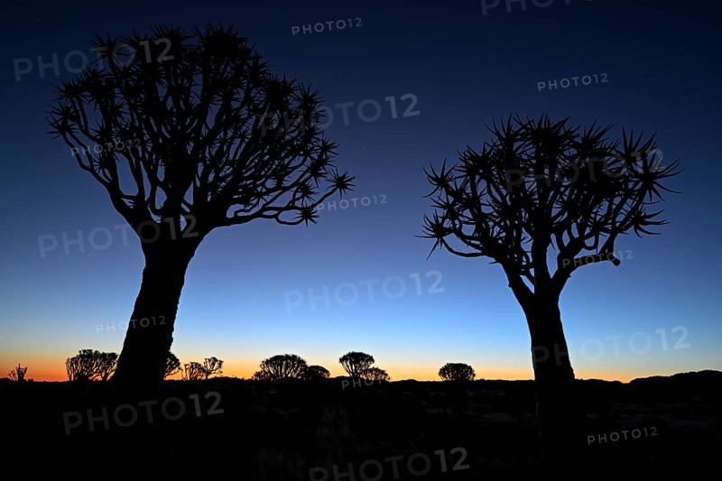 Quiver trees (Aloe dichotoma), blue hour, quiver tree forest near Keetmanshoop, Karas Region, Namibia
