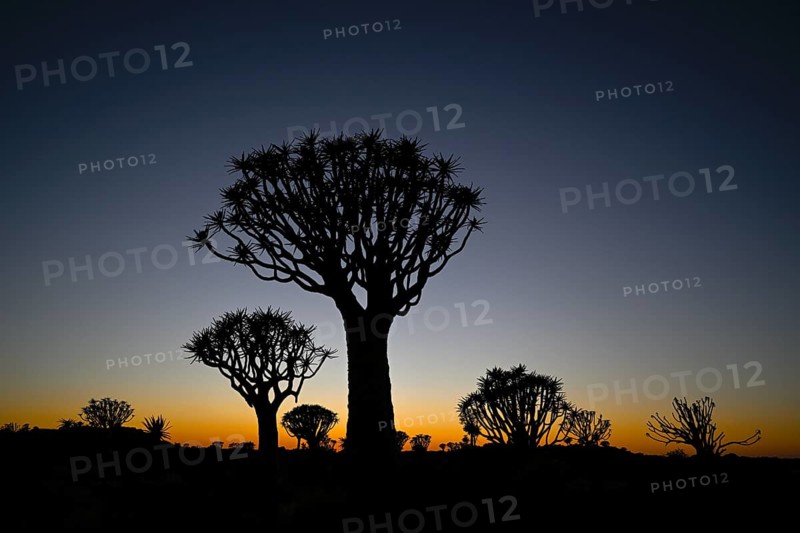Quiver trees (Aloe dichotoma) in first daylight, quiver tree forest near Keetmanshoop, Karas Region, Namibia